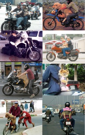 animais e motocicletas
